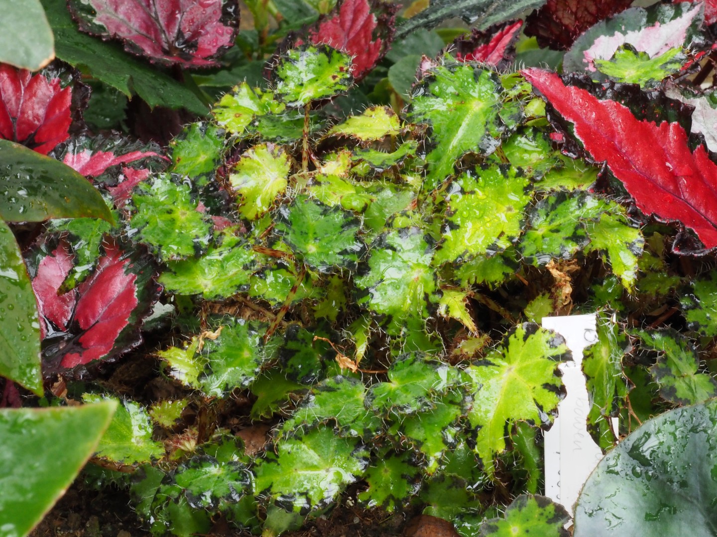 B. bowerae var. bowerae